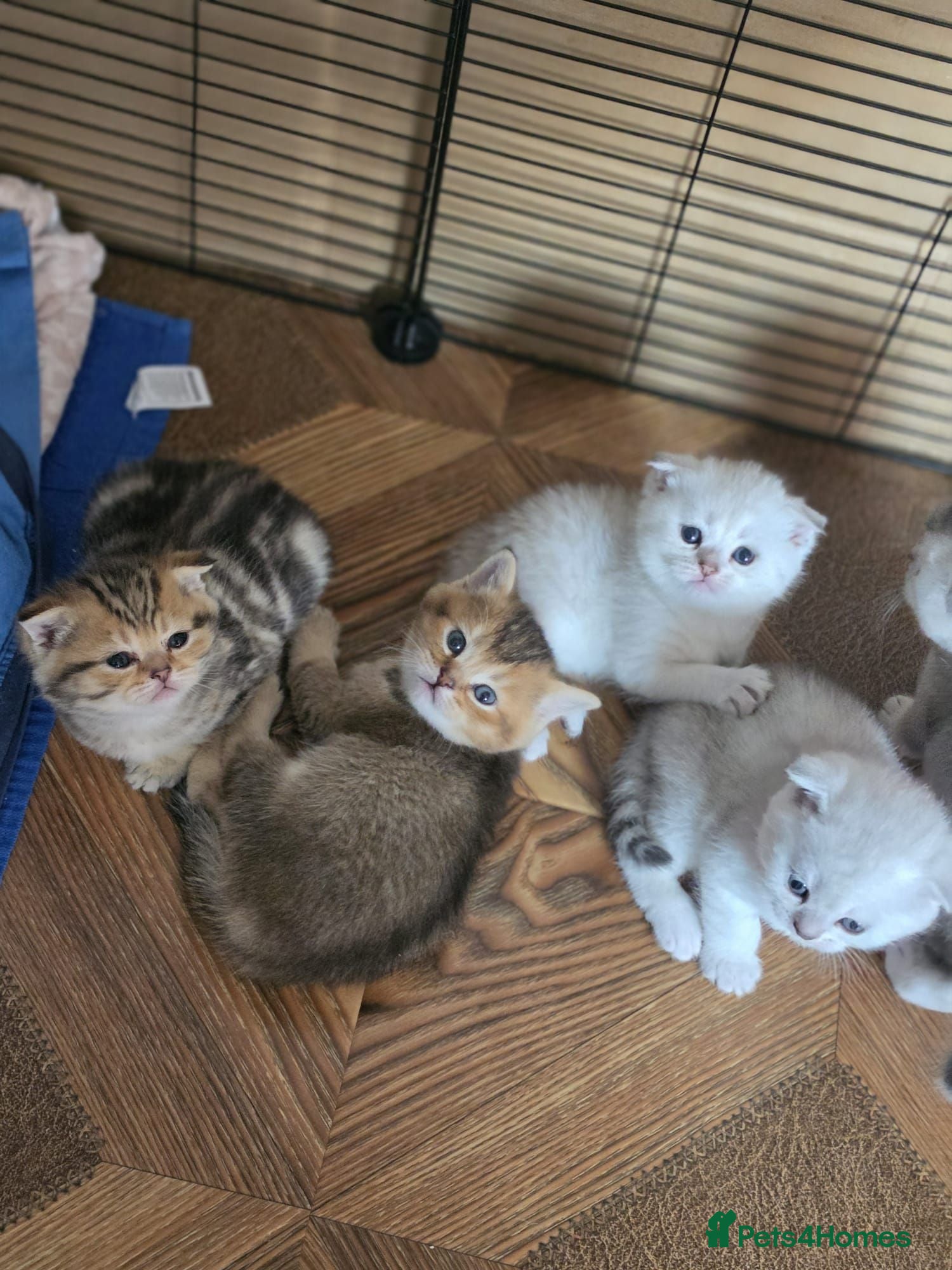 British Shorthair cats 💞Lovely kittens in beautiful colours🩵 booking - Advert 3