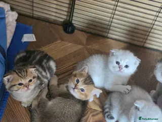 British Shorthair cats 💞Lovely kittens in beautiful colours🩵 booking - Advert 3