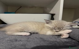 Mixed Breed cats for sale: Beautiful mix breed kittens - Image 12