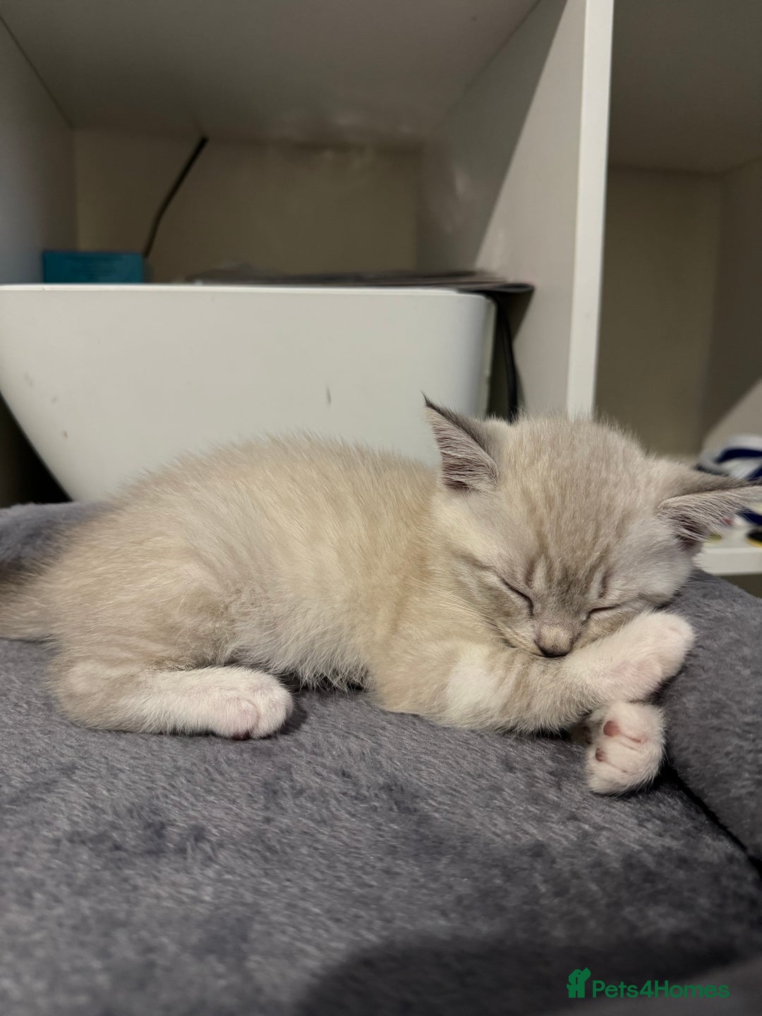 Mixed Breed cats for sale: Beautiful mix breed kittens - Image 12