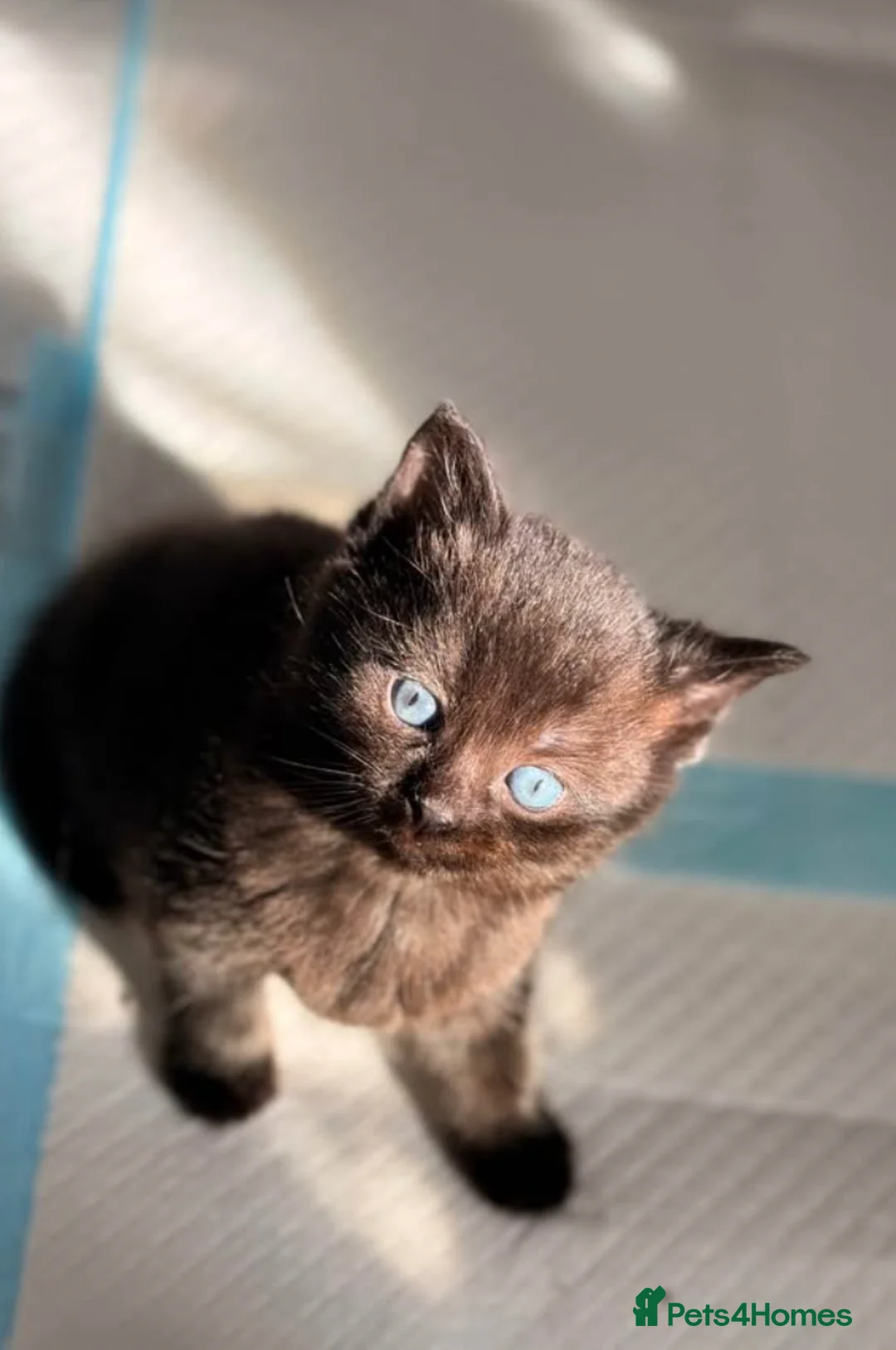 Mixed Breed cats for sale: Female Black kitten ragdoll/mainecoon mix - Advert 2