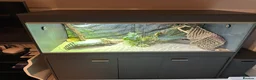 Bearded Dragon reptiles for sale: Bearded dragon with vivarium and all other extra - Advert 1