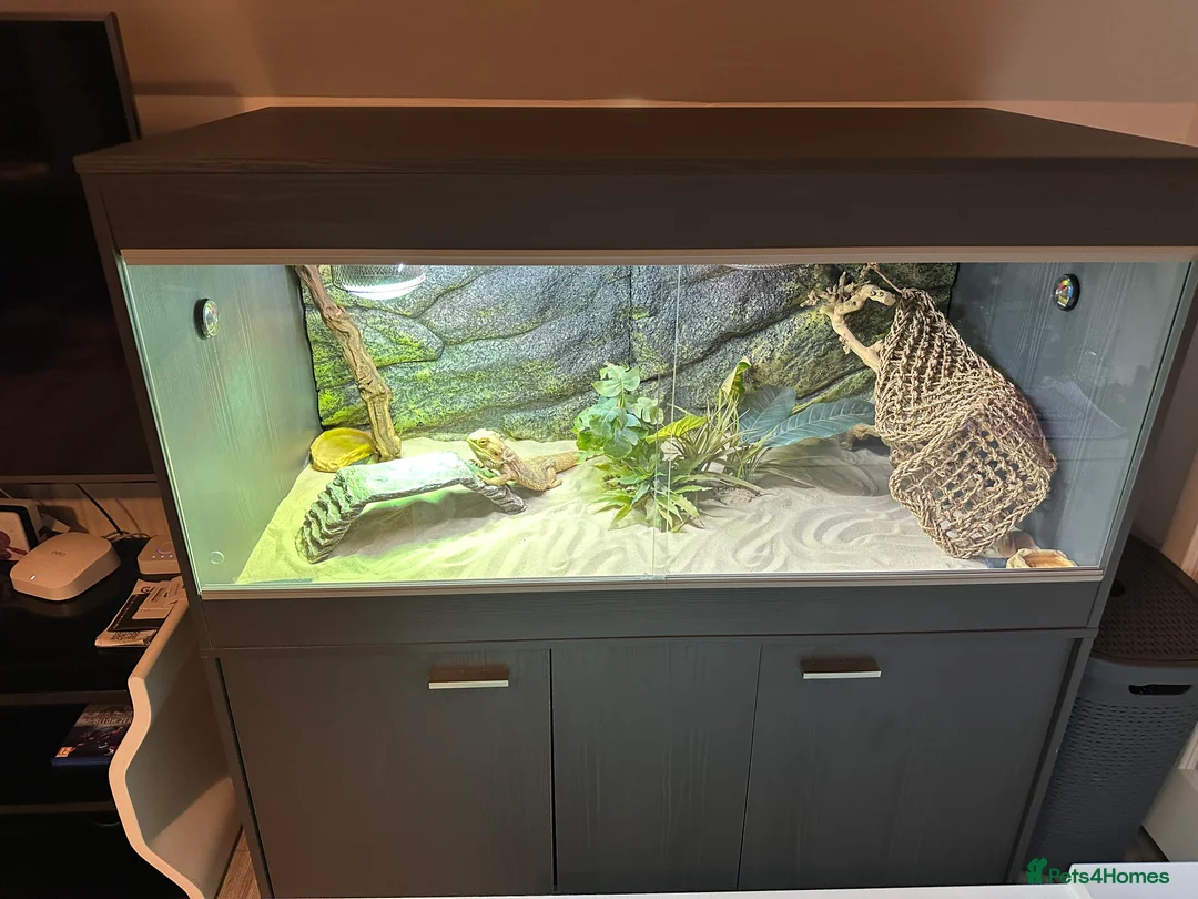 Bearded Dragon reptiles for sale: Bearded dragon with vivarium and all other extra - Advert 1