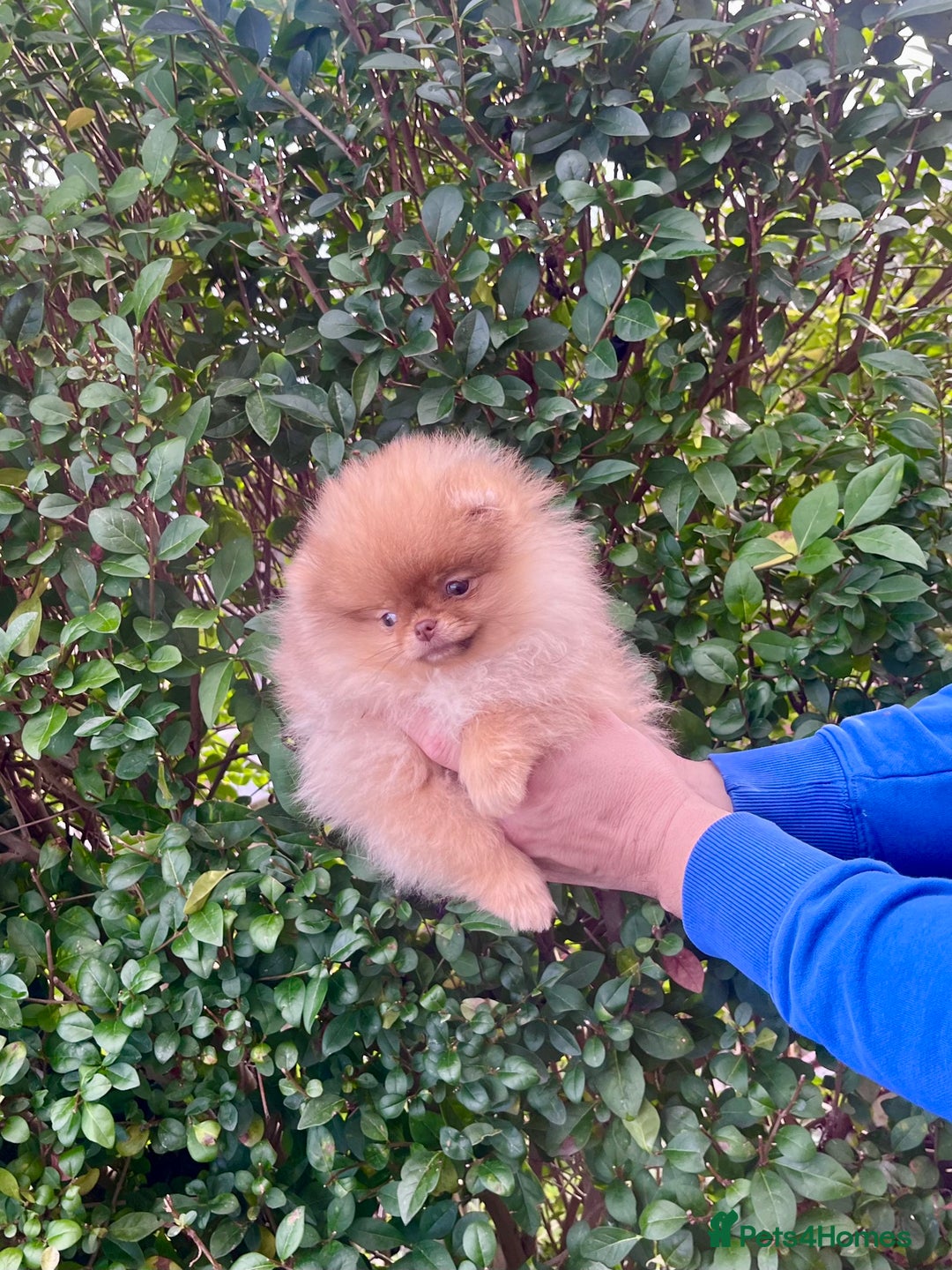 Pomeranian dogs for sale: Top Quality 🐻 Teddy Face🧸Perfect Size - Advert 8