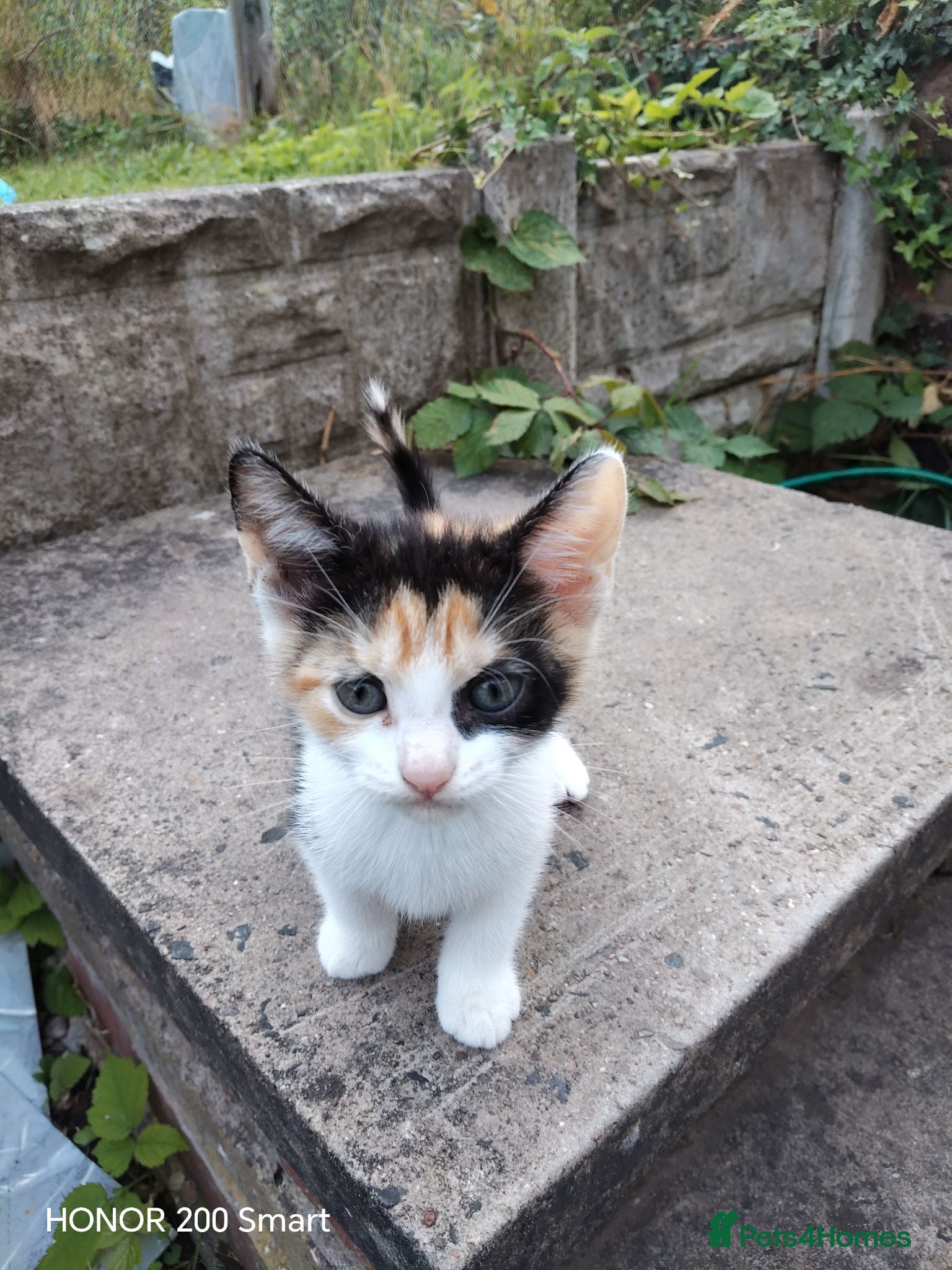 Mixed Breed cats LITTLE  KITTENS  - Advert 8