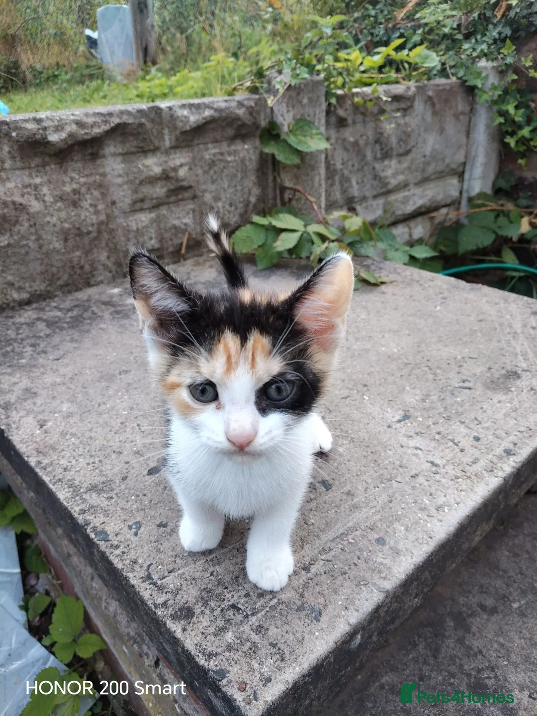 Mixed Breed cats for sale: LITTLE  KITTENS  - Advert 1