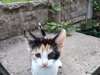 Mixed Breed cats LITTLE KITTENS - Advert 1
