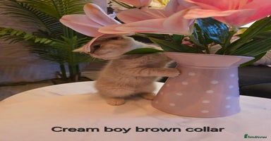 British Shorthair cats Last Cream boy looking forever home 🥰🐱🏡 - Advert 2