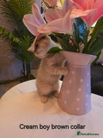 British Shorthair cats Last Cream boy looking forever home 🥰🐱🏡 - Advert 2