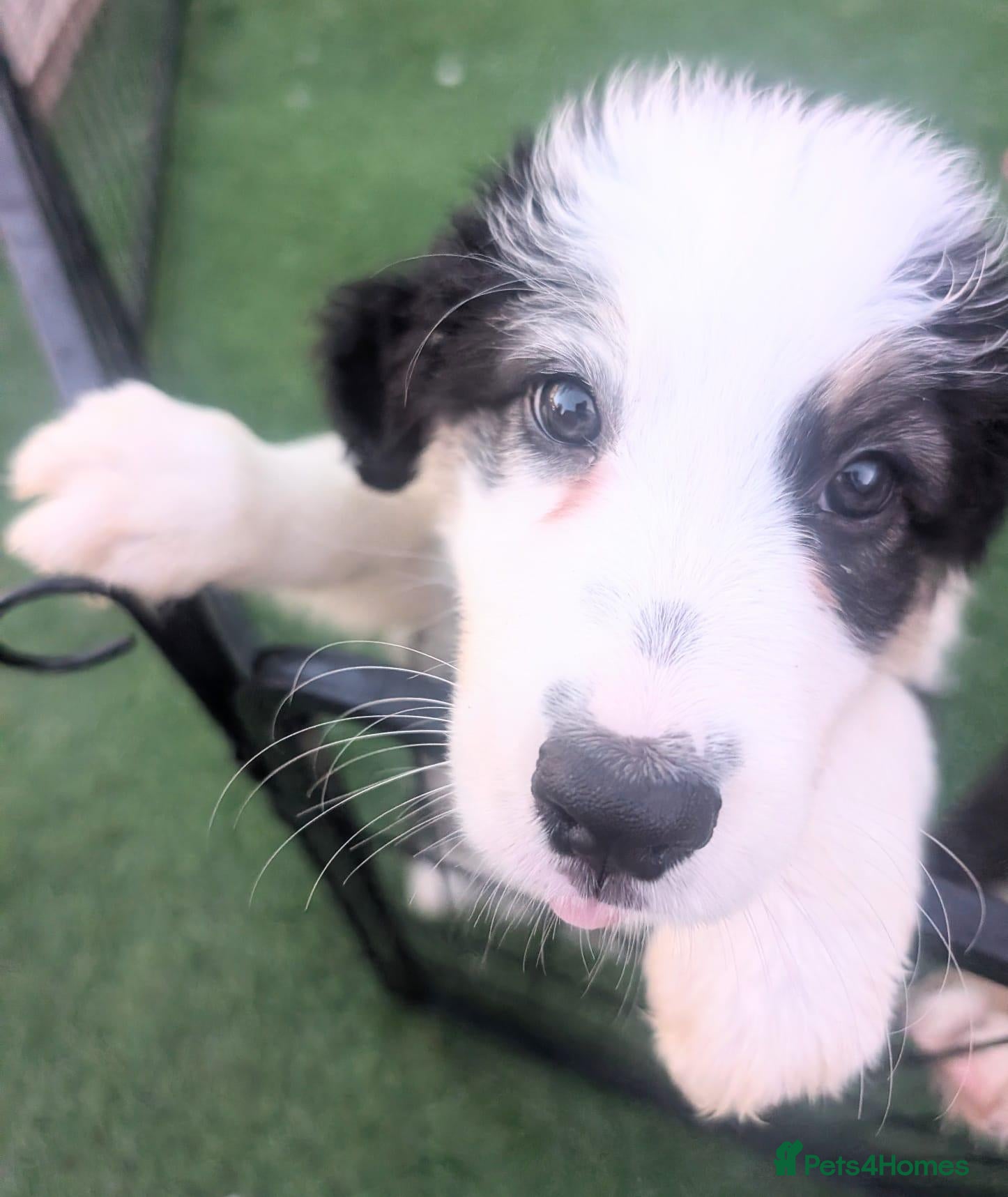 Mixed Breed dogs Beautiful Bordernese  - Advert 2