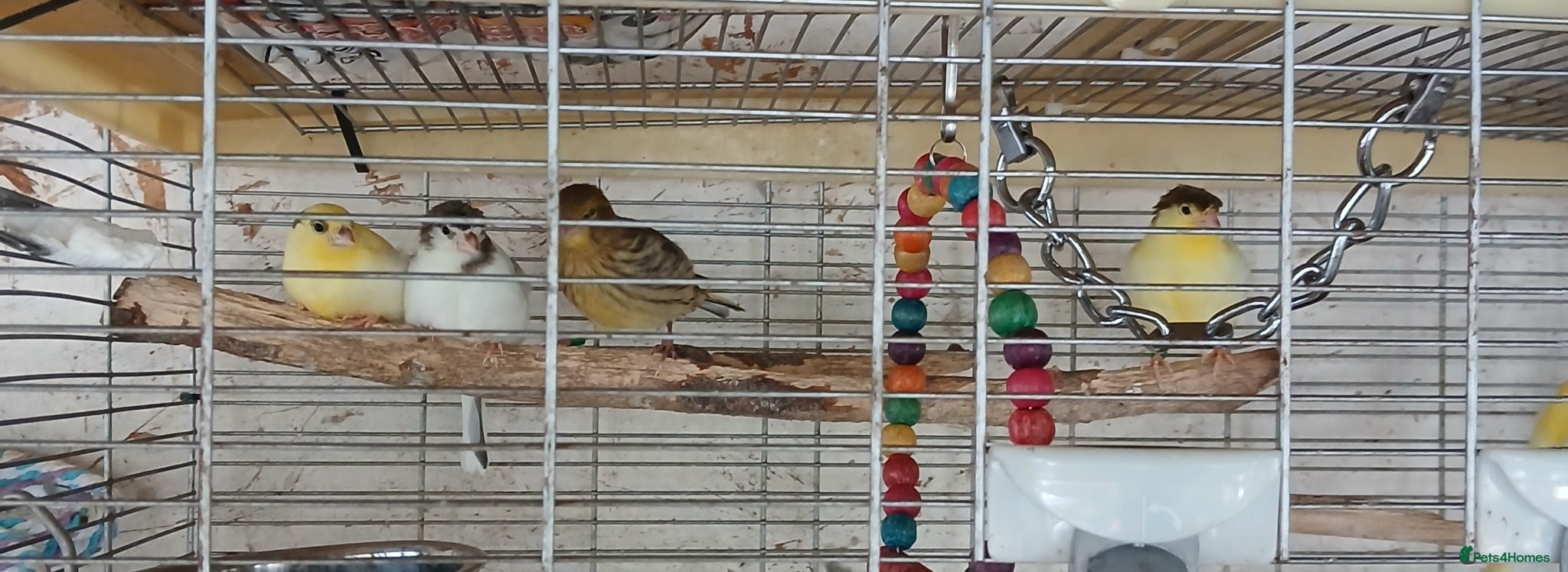 Canaries birds for sale: Canaries mixed Canaries  - Advert 3