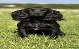 Cocker Spaniel dogs for stud: Champion Bred KC reg Health tested working Cocker - Image 4