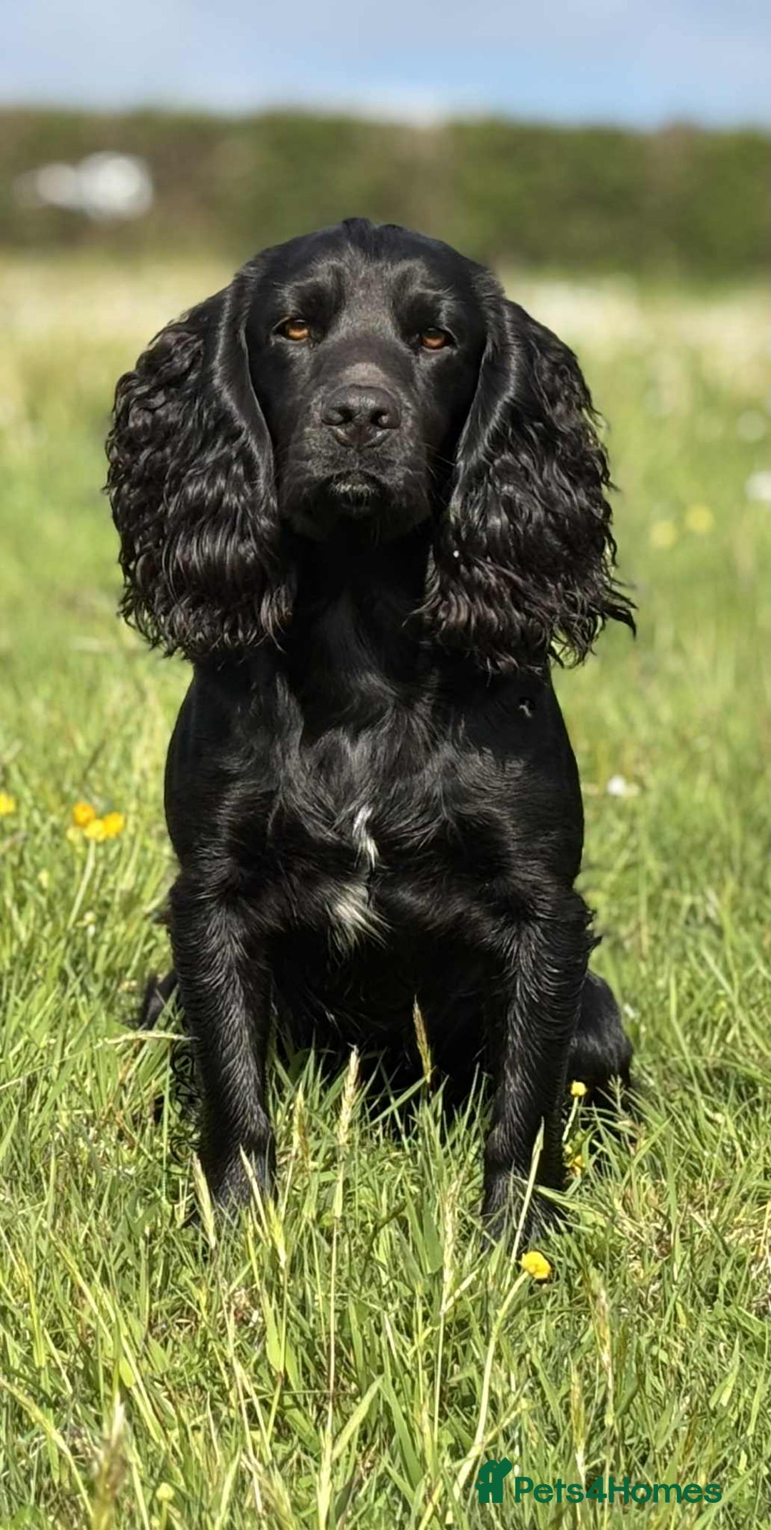 Cocker Spaniel dogs for stud: Champion Bred KC reg Health tested working Cocker - Image 4