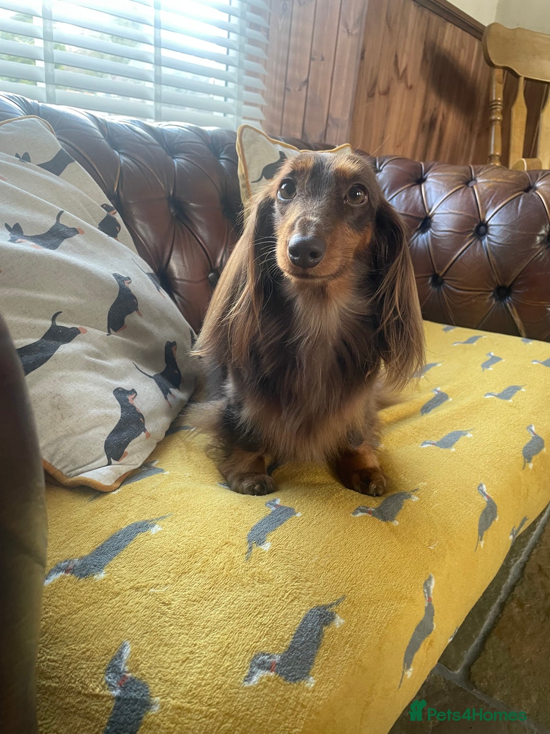 Dachshund dogs for sale: KC Long Haired Miniature Dachshund Puppies - Image 10