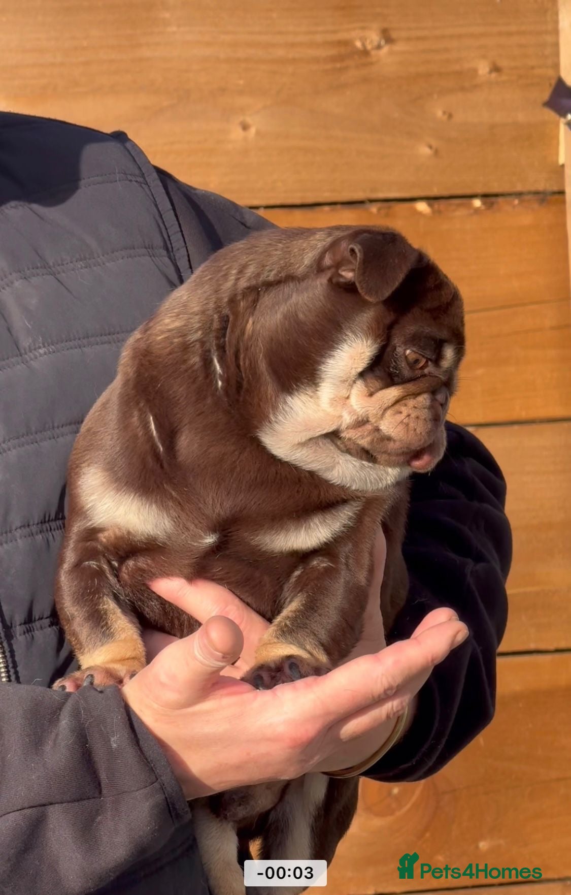 Pug dogs Pug stud!!  - Advert 2