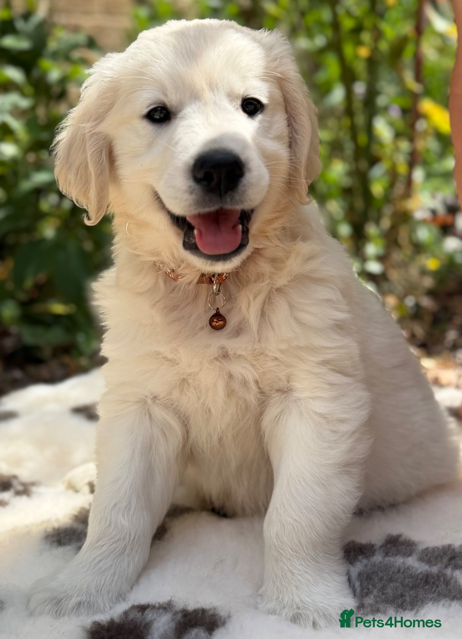 Golden Retriever dogs Stunning Goldens-Parents are School Wellbeing dogs - Advert 2