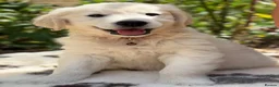 Golden Retriever dogs for sale: Stunning Goldens-Parents are School Wellbeing dogs - Advert 2