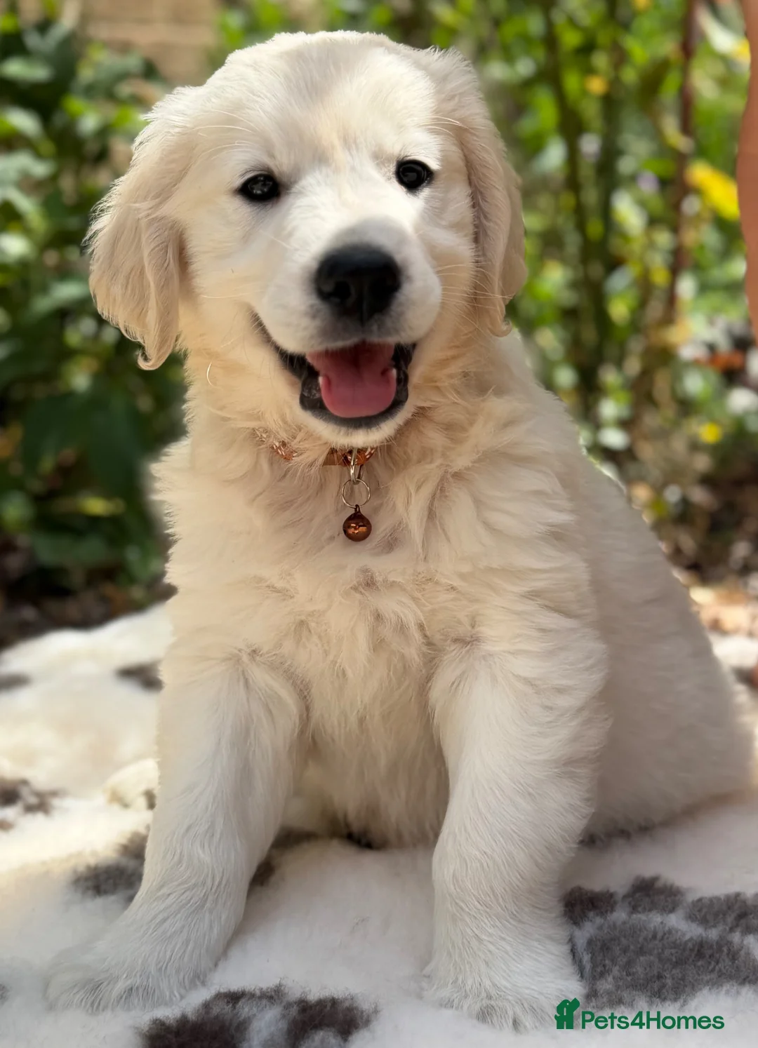 Golden Retriever dogs for sale: Stunning Goldens-Parents are School Wellbeing dogs - Advert 2