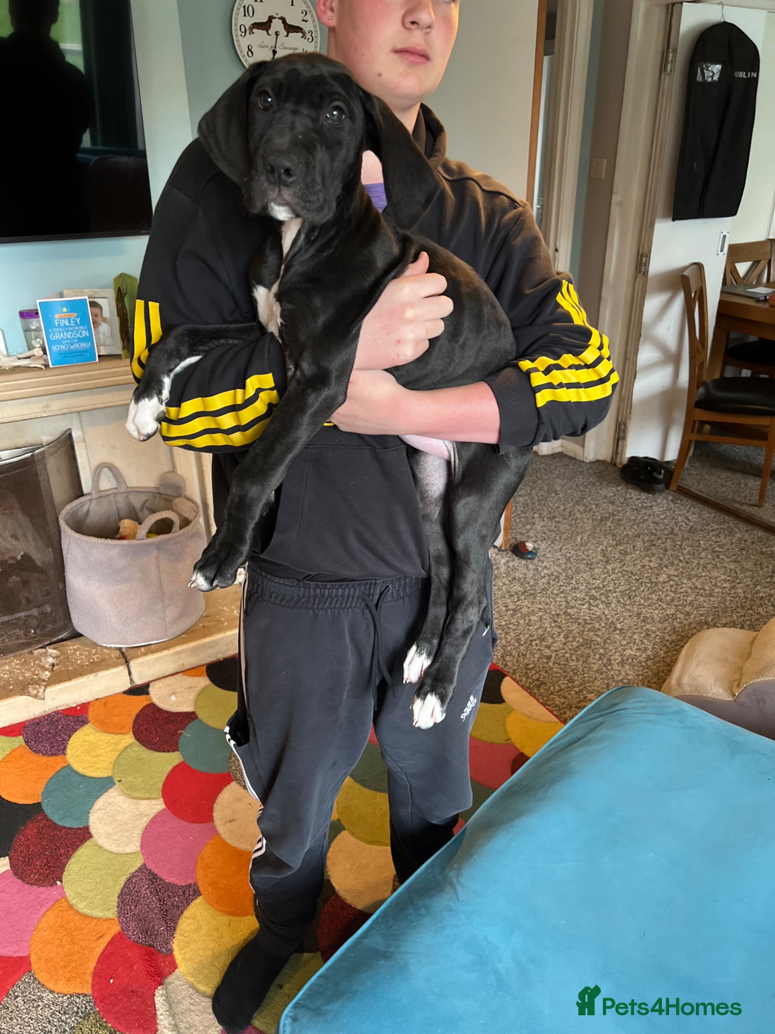 Great Dane dogs One black female Kc reg health tested Dane pups - Advert 6