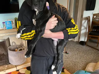 Great Dane dogs One black female Kc reg health tested Dane pups - Advert 6