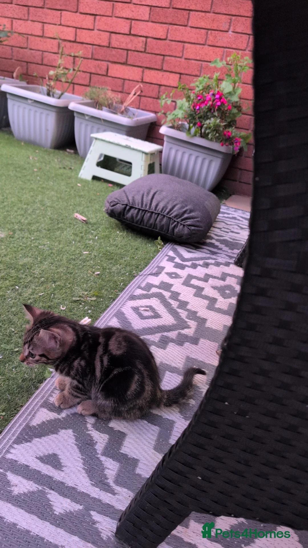 Mixed Breed cats for sale: 5 beautiful kittens for  - Advert 2