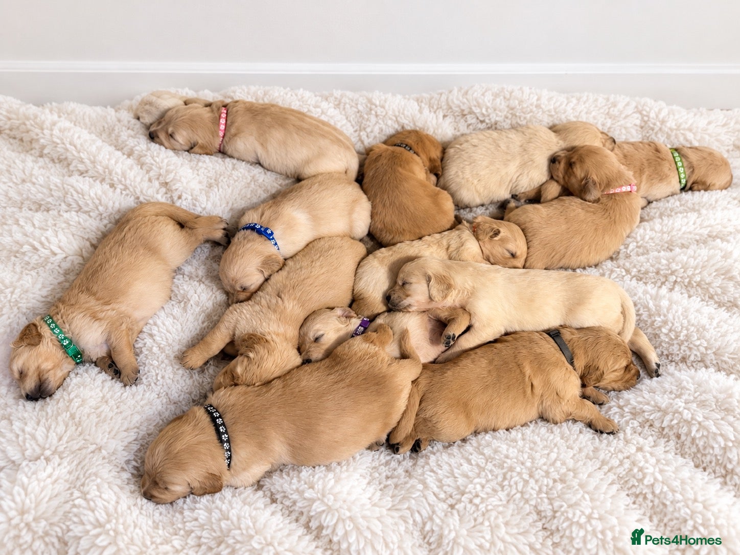 Golden Retriever dogs Exceptionally bred Golden Retrievers!  - Advert 10