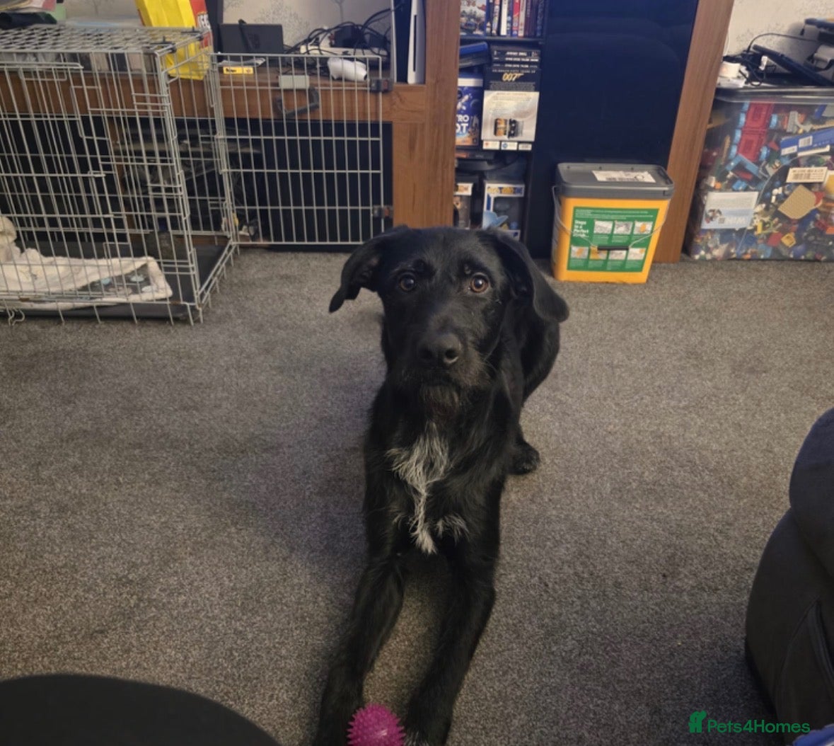 Mixed Breed dogs Stunning Pointer Mix Puppies  - Advert 2