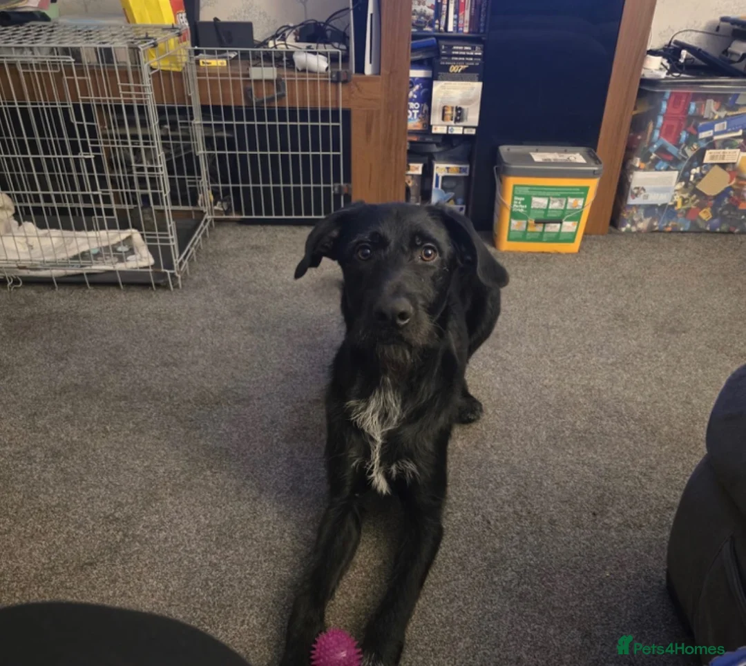 Mixed Breed dogs for sale: Stunning Pointer Mix Puppies  - Advert 2
