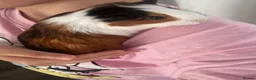 Guinea Pig rodents for sale: Smart 8weeks guinea pig and cages in Bootle - Advert 3