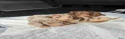Miniature Dachshund dogs for sale: Beautiful Long Haired Miniature Dachshund Girl - Advert 5