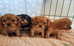 Cavalier King Charles Spaniel dogs for sale: Kc reg health tested parents 🩷💙 - Image 1