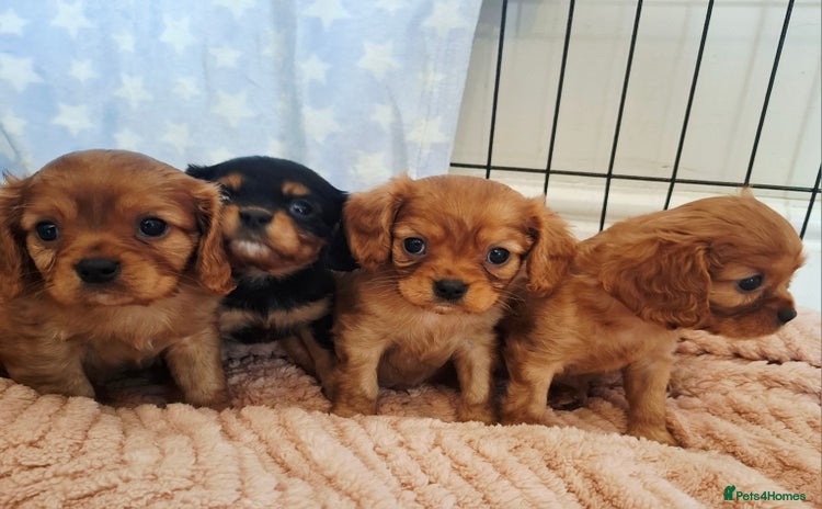 Cavalier King Charles Spaniel dogs - Advert 1