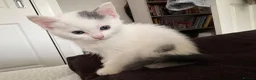 Mixed Breed cats for sale: 1 Beautiful Kitten Looking for her Forever home  in Southampton - Advert 5