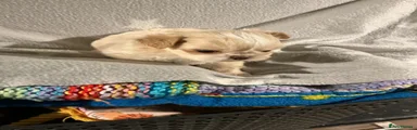 Shih Tzu 6