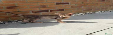 Abyssinian Kitten 4