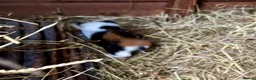 Guinea Pig rodents for sale: Baby Guinea Pigs for sale  - Advert 5