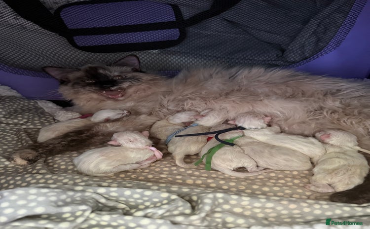 Ragdoll cats 14 week old seal tortie girl  - Advert 5