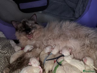 Ragdoll cats 14 week old seal tortie girl - Advert 1