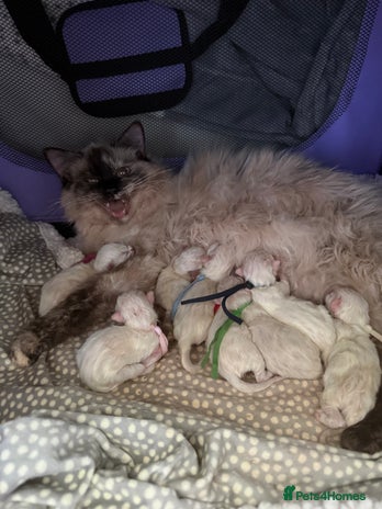 Ragdoll cats 14 week old seal tortie girl - Advert 4