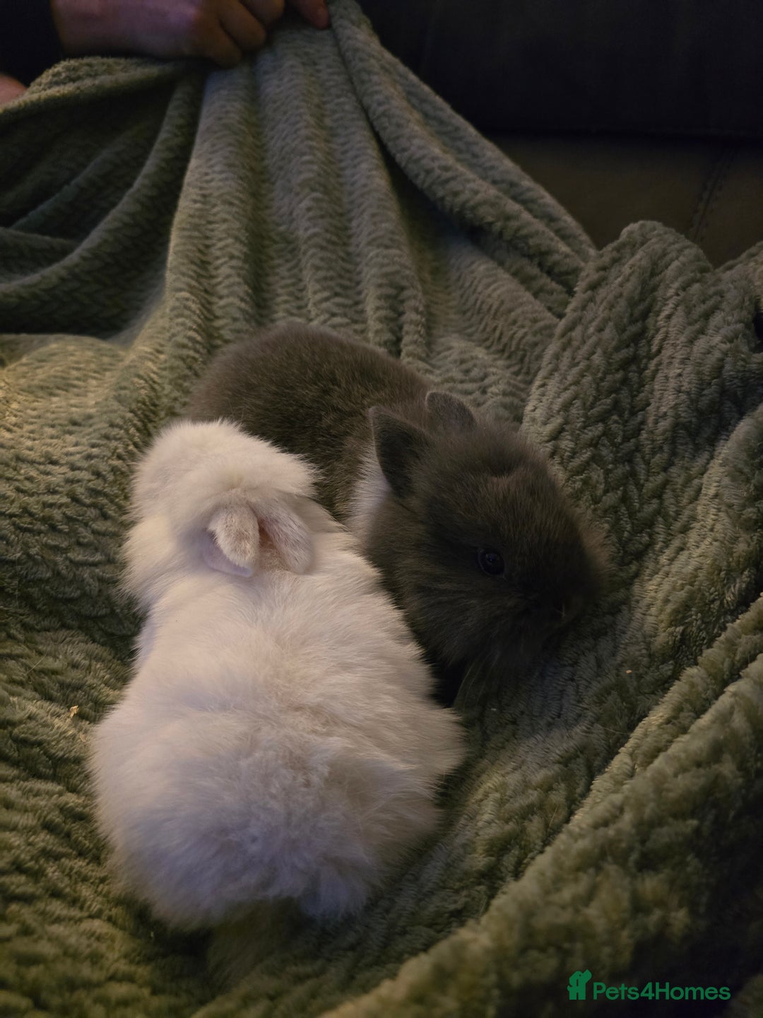 Mixed Breed rabbits for sale: Rabbits for sale.  - Advert 22