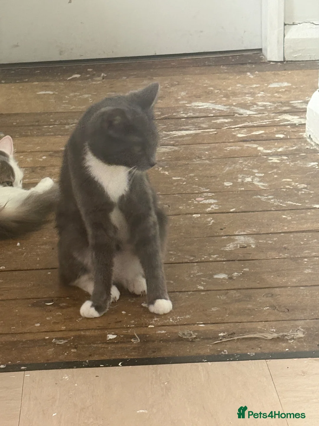 British Shorthair cats for sale: 2 bonded female cats - Advert 2