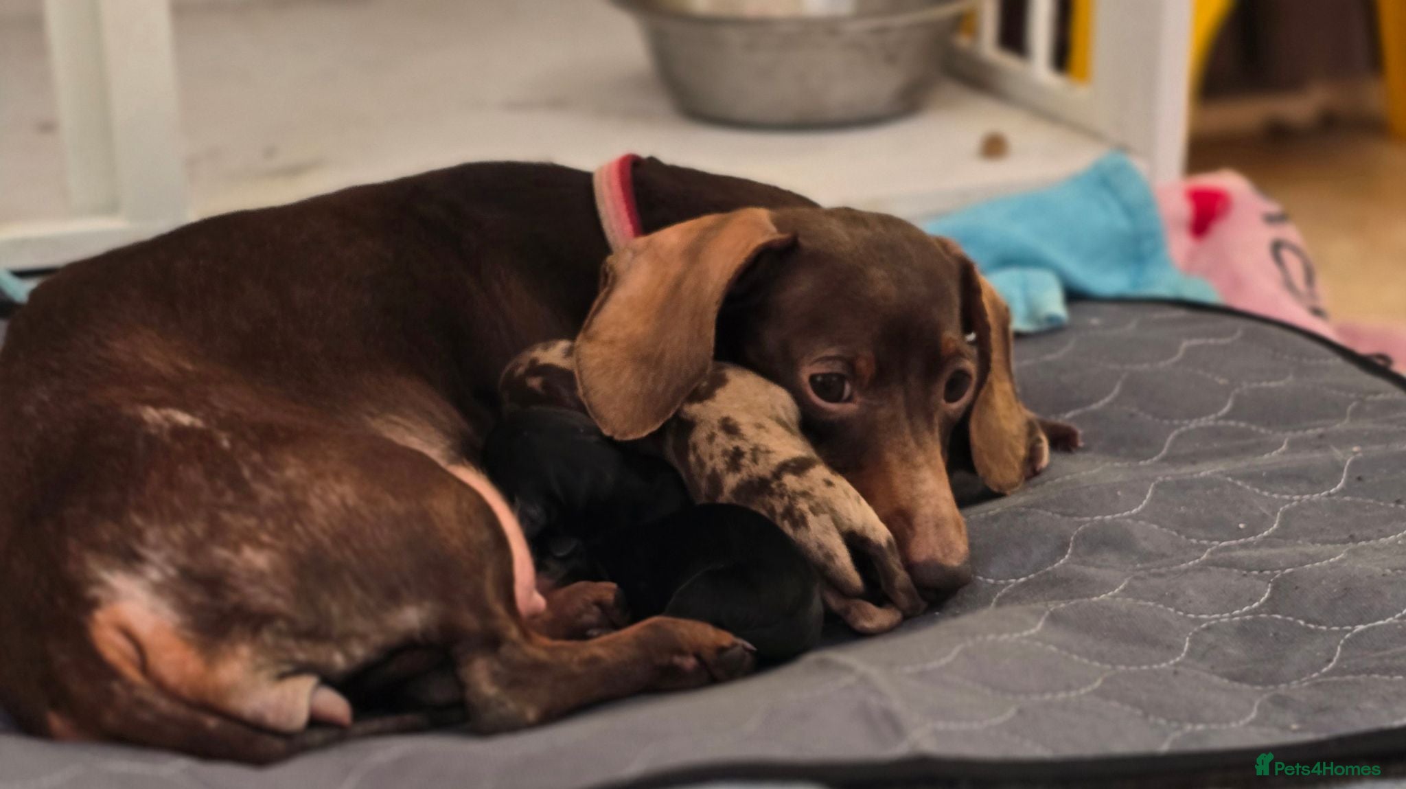 Dachshund dogs Beautiful dashound/sausage dog pups for sale  - Advert 1