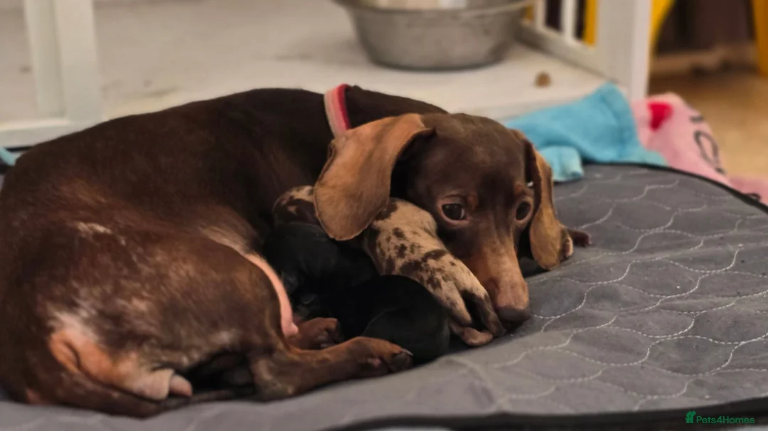 Dachshund dogs for sale: Beautiful dachshund/sausage dog pups for sale  - Advert 1