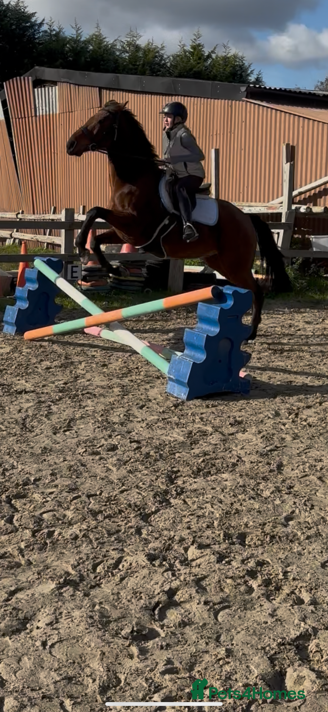 English Thoroughbred horses for sale: X2 safe stunning geldings alrounders - Image 8