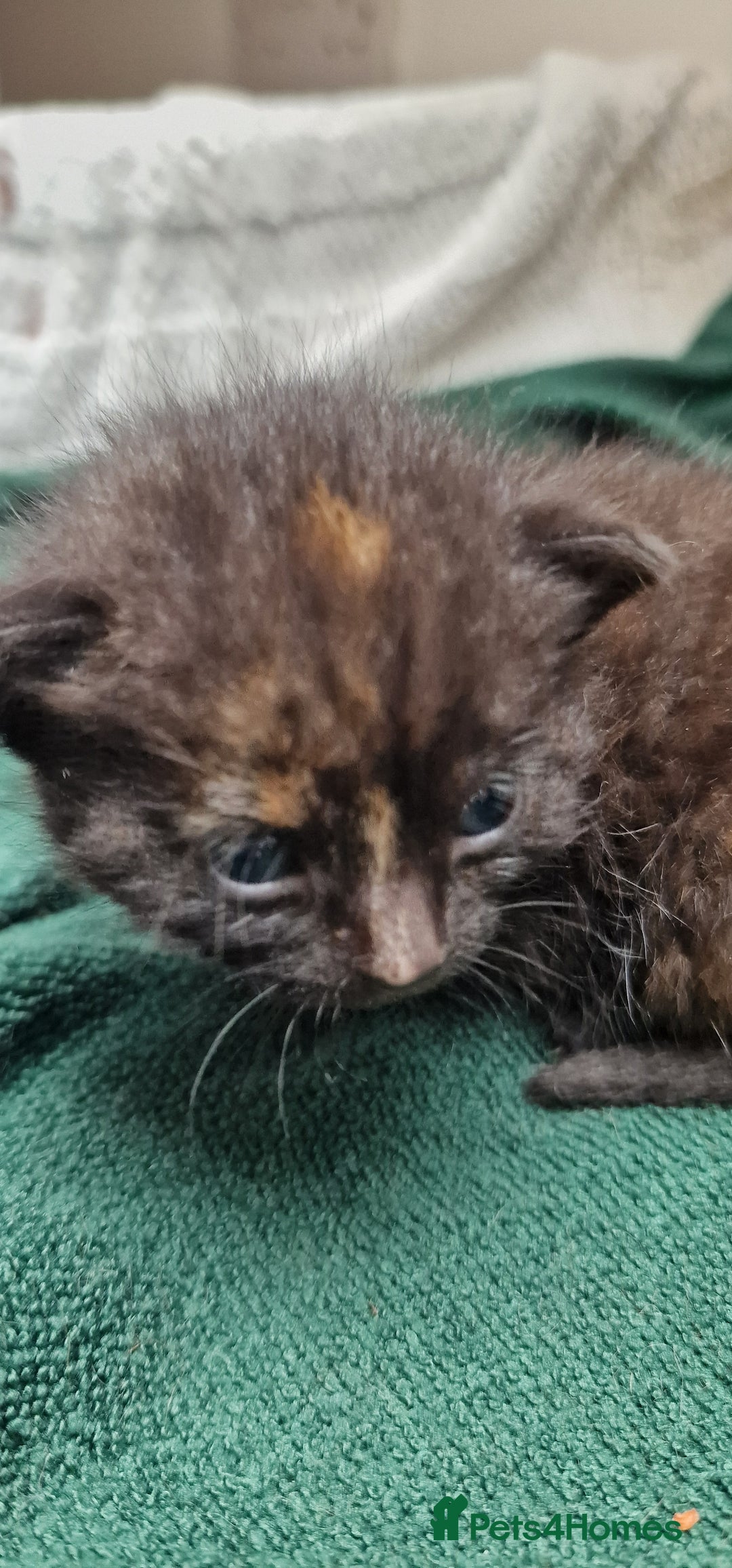 Mixed Breed cats for sale: Gorgeous Turtle Ginger Black Fluffy Kittens  - Image 15