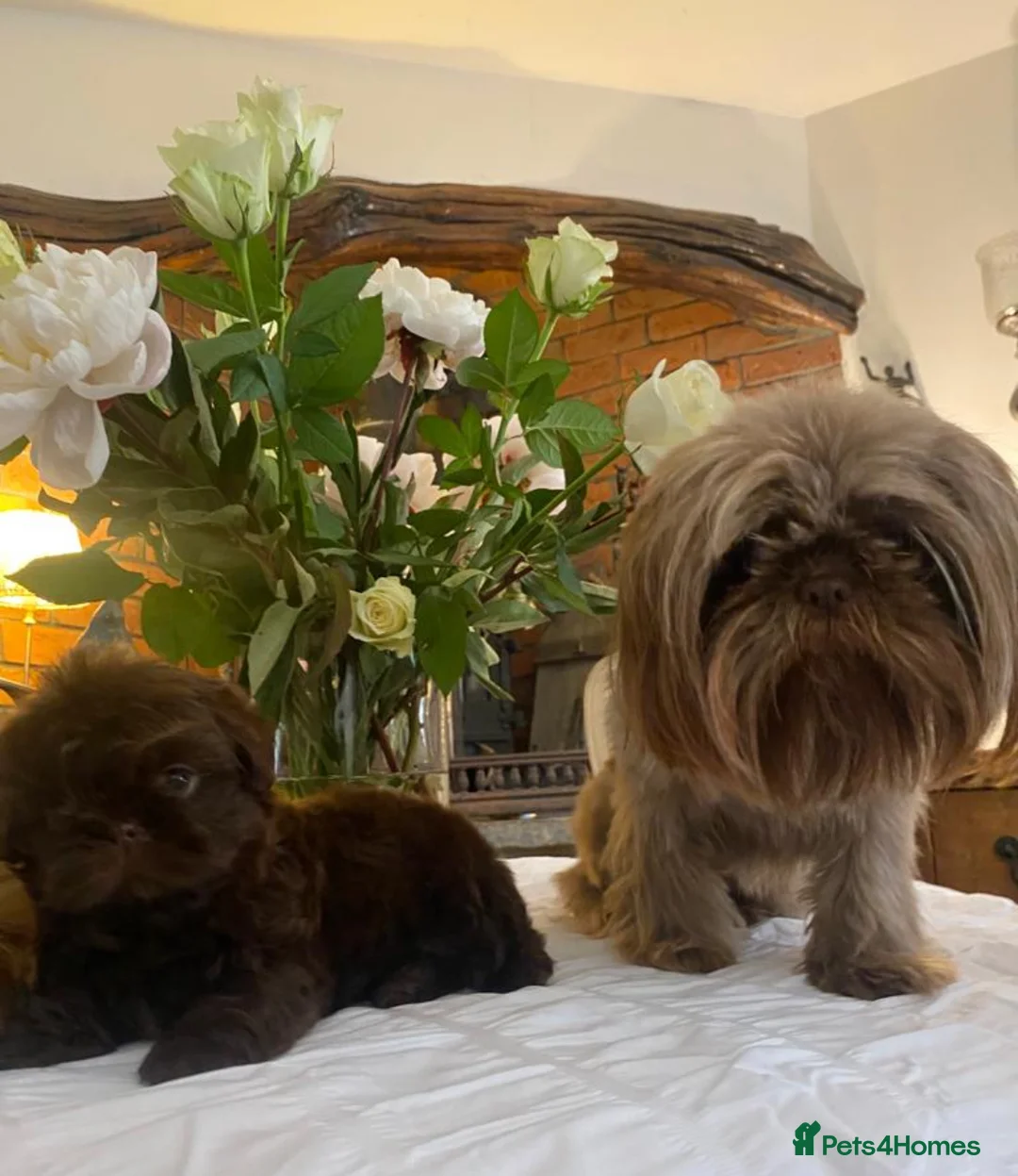 Shih Tzu dogs for sale: Tiny Teddy Bear’s!  in Burnley - Advert 8