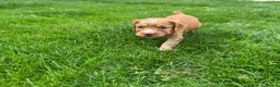 Cocker Spaniel dogs for sale: Working cocker spaniel Kc reg - Advert 8