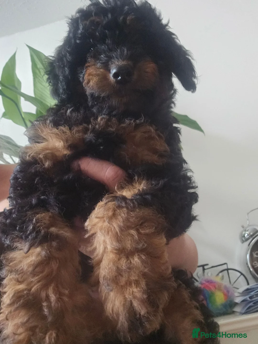 Cavapoo dogs for sale: Adorable Cavapoo Puppies Looking for Loving Homes - Advert 1