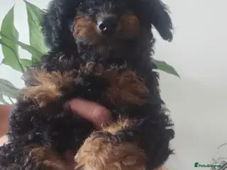 Cavapoo dogs 3 F1B Cavapoo Puppies Looking for Loving Homes 🐾 - Advert 5