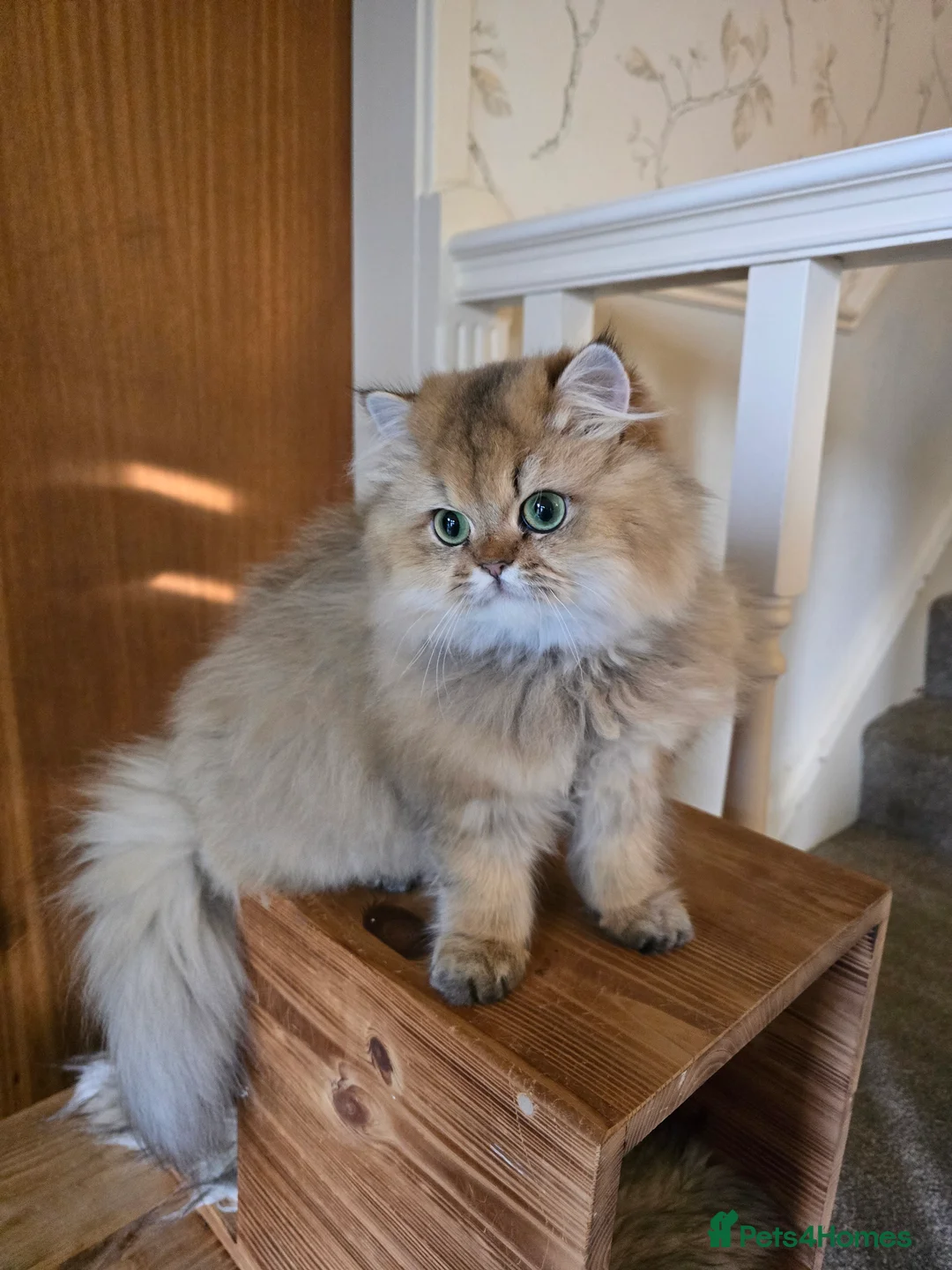 British Longhair cats for sale: Female British longhair  - Advert 2